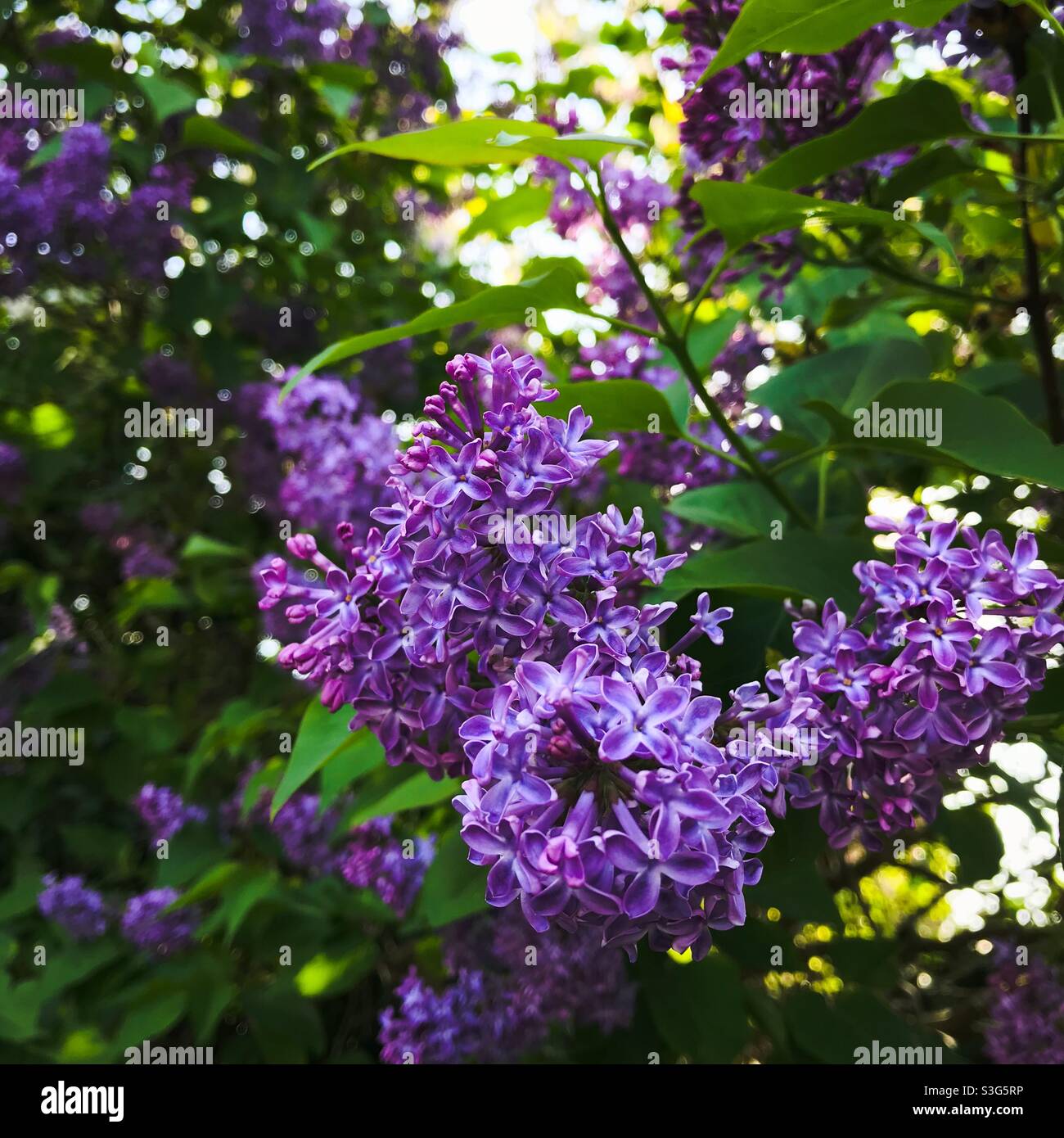 Arbre de lilas Banque D'Images