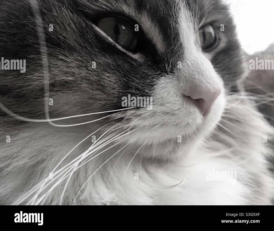 Dieu le chat gros plan en noir et blanc. La beauté persane de Chinchilla. Banque D'Images