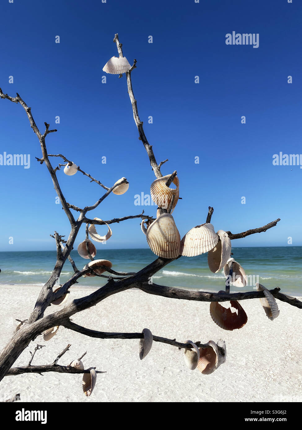 Coquillages sur l'arbre sur Shell Key, Floride Banque D'Images