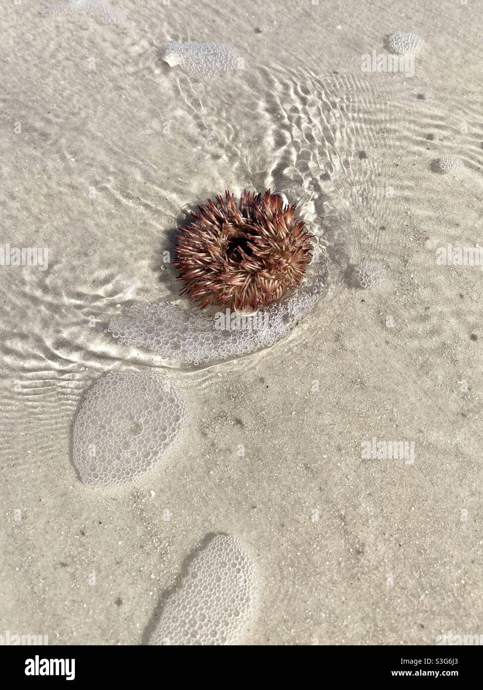 Oursin de mer dans les eaux peu profondes sur la plage de Floride - Image de stock capturée avec un smartphone
