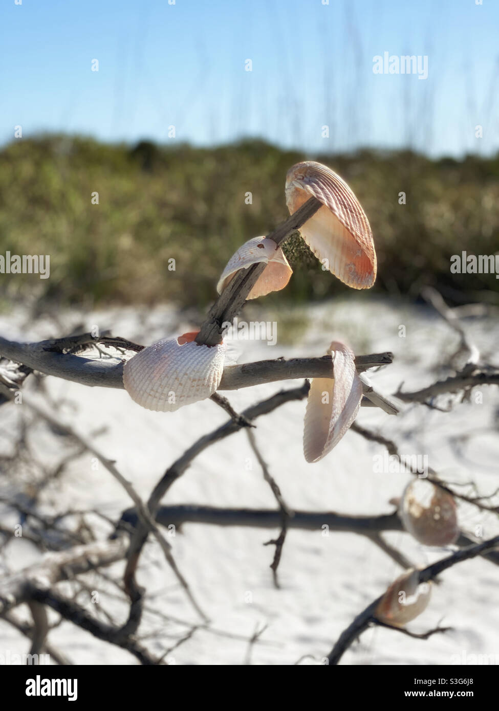 Coquillages sur l'arbre sur Shell Key, Floride Banque D'Images