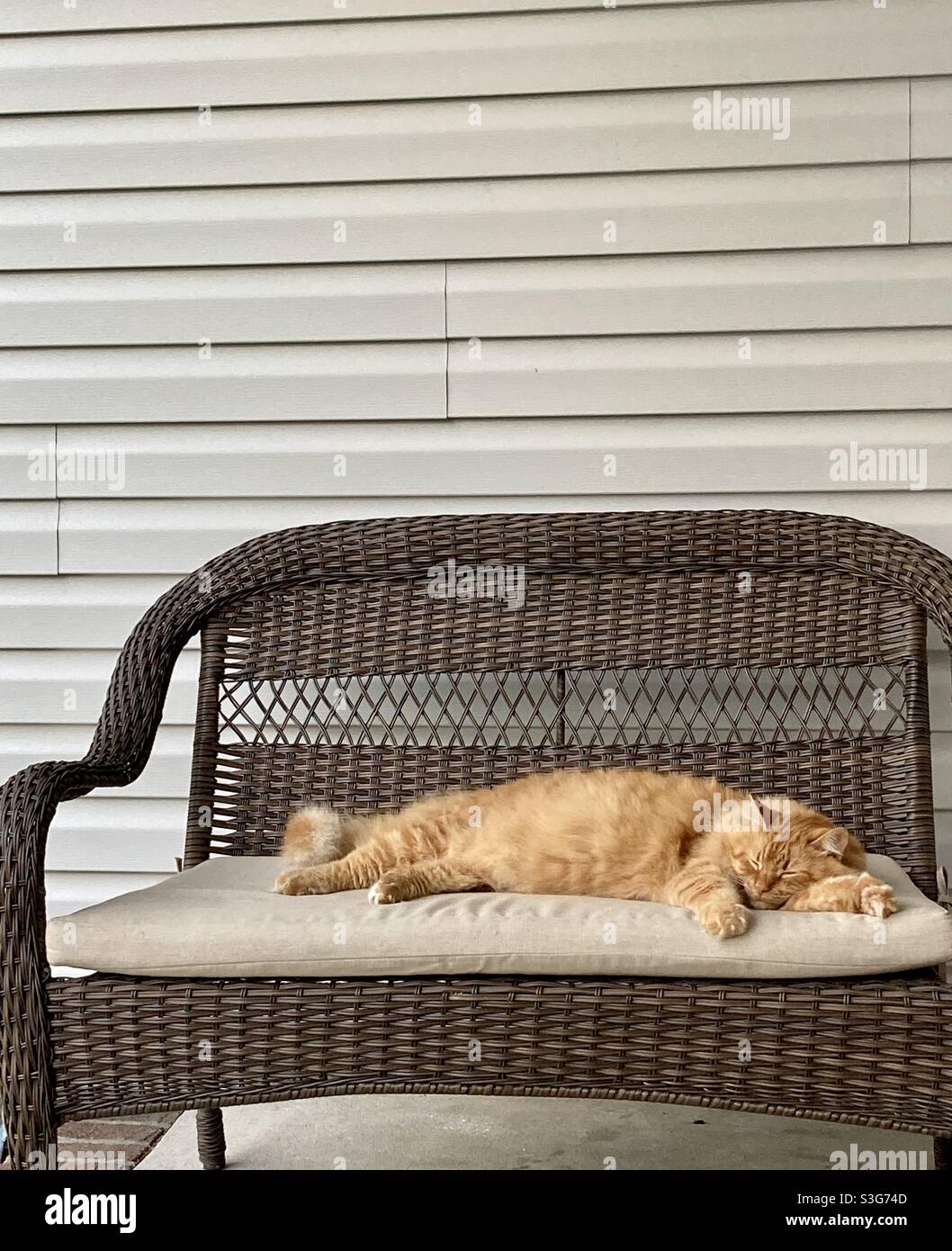 Chat dormant à l'extérieur sur une chaise longue Banque D'Images