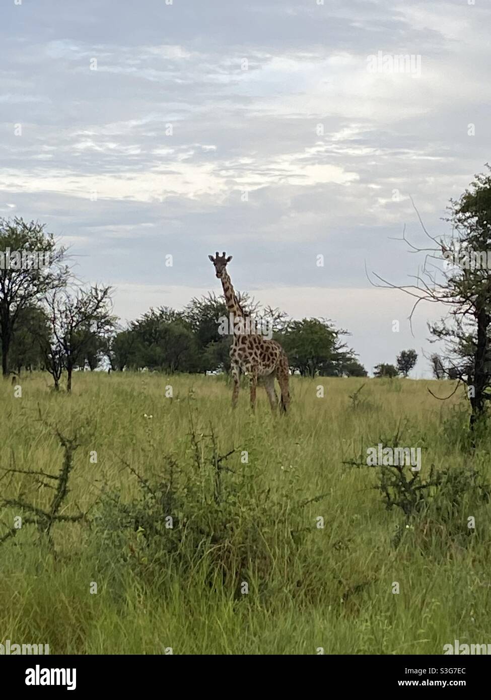 Girafes mangeant dans le parc national de Serengeti, Tanzanie, Afrique Banque D'Images