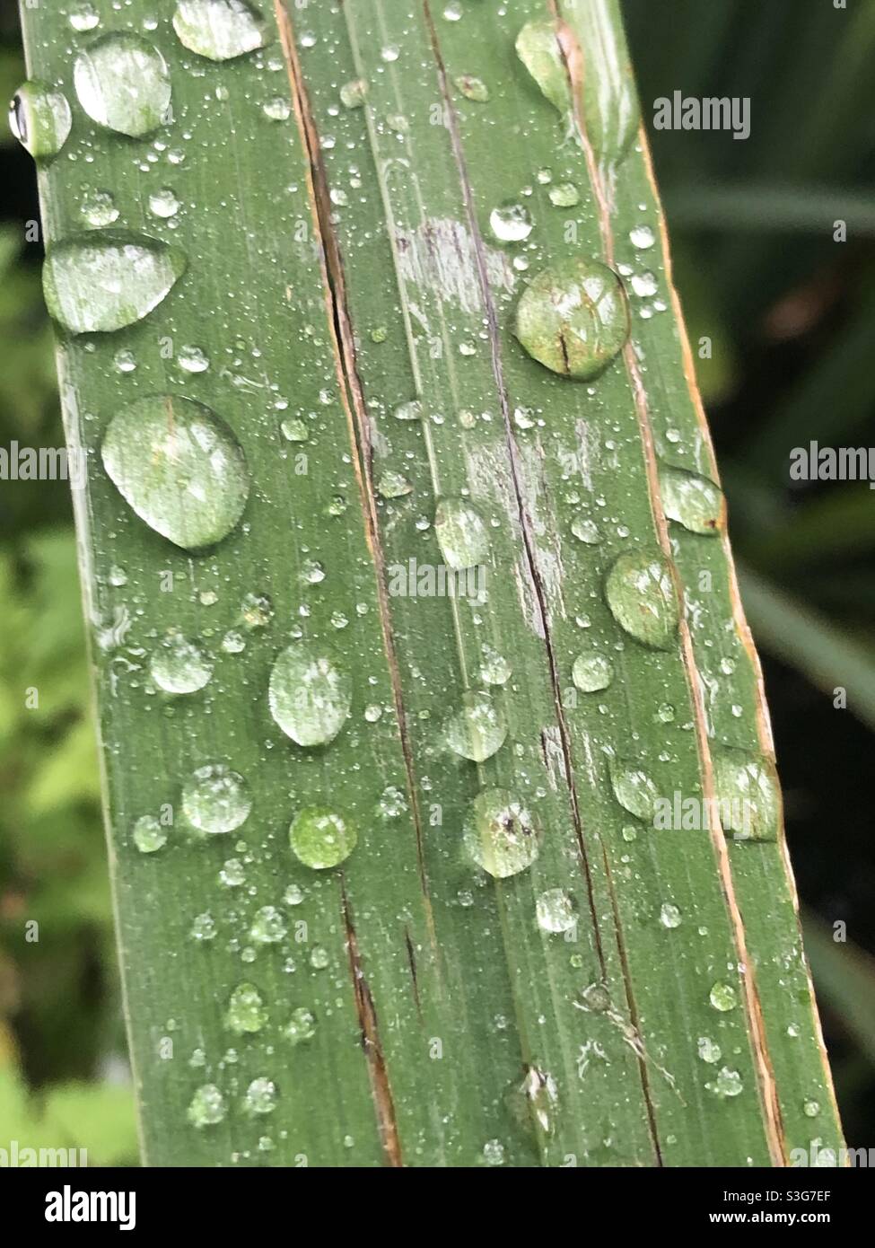 La pluie tombe sur un roseau. - Image de stock capturée avec un smartphone