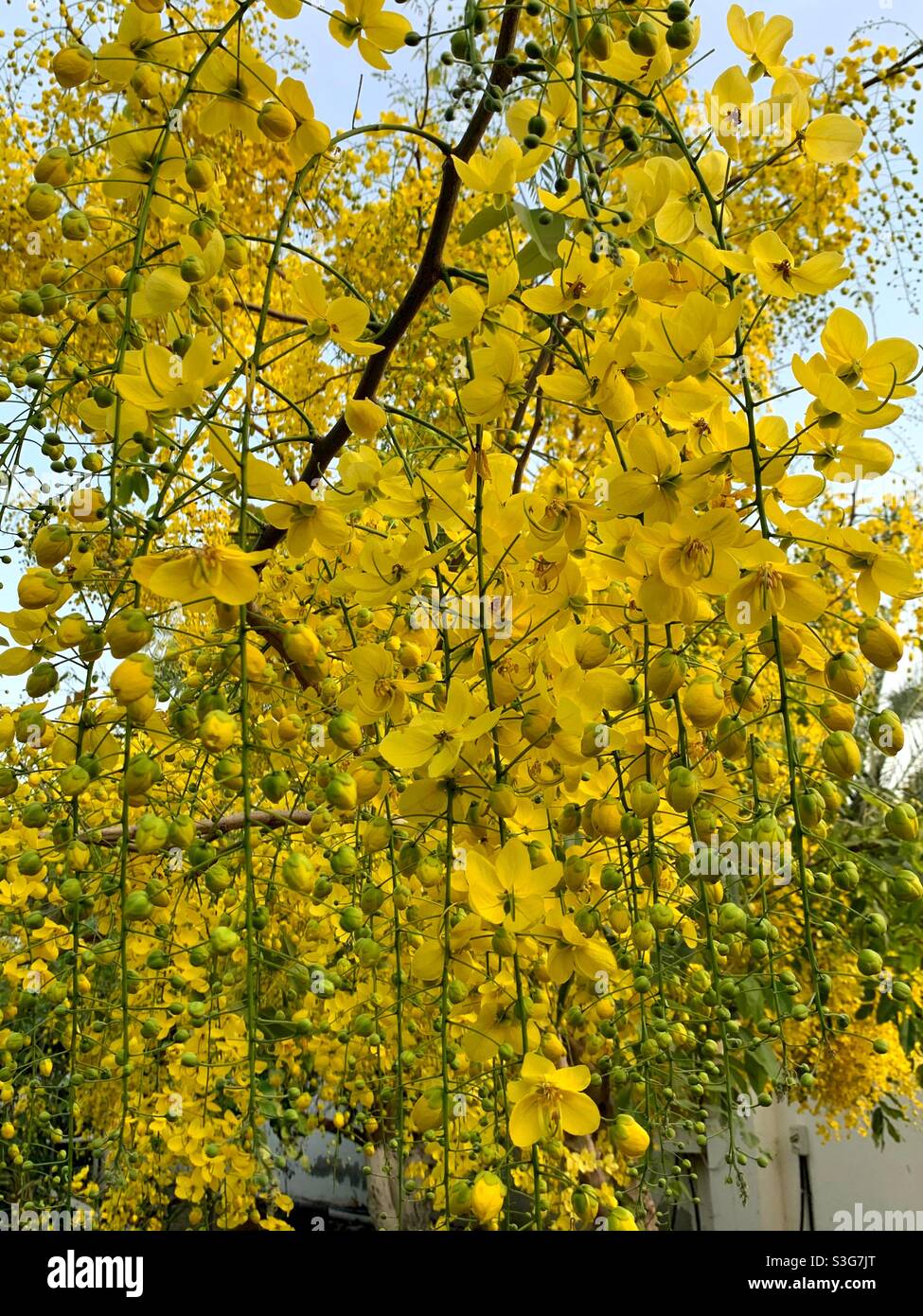 Arbre de douche doré en fleur Banque D'Images