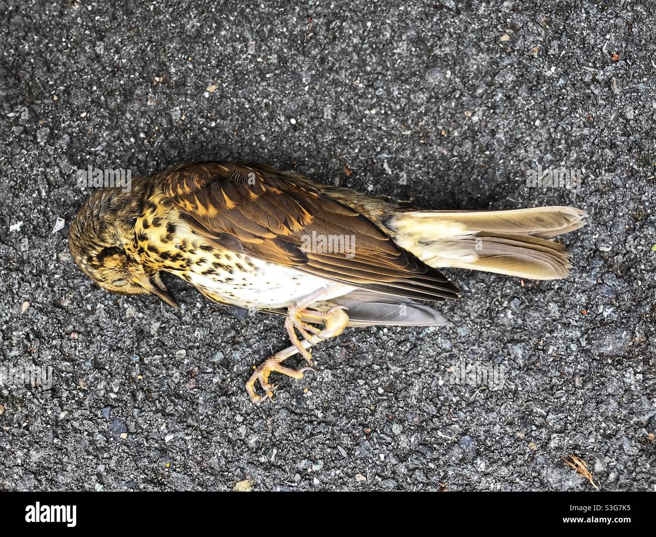 Dead Song Thrush, Winchester, Hampshire, Angleterre, Royaume-Uni. - Image de stock capturée avec un smartphone
