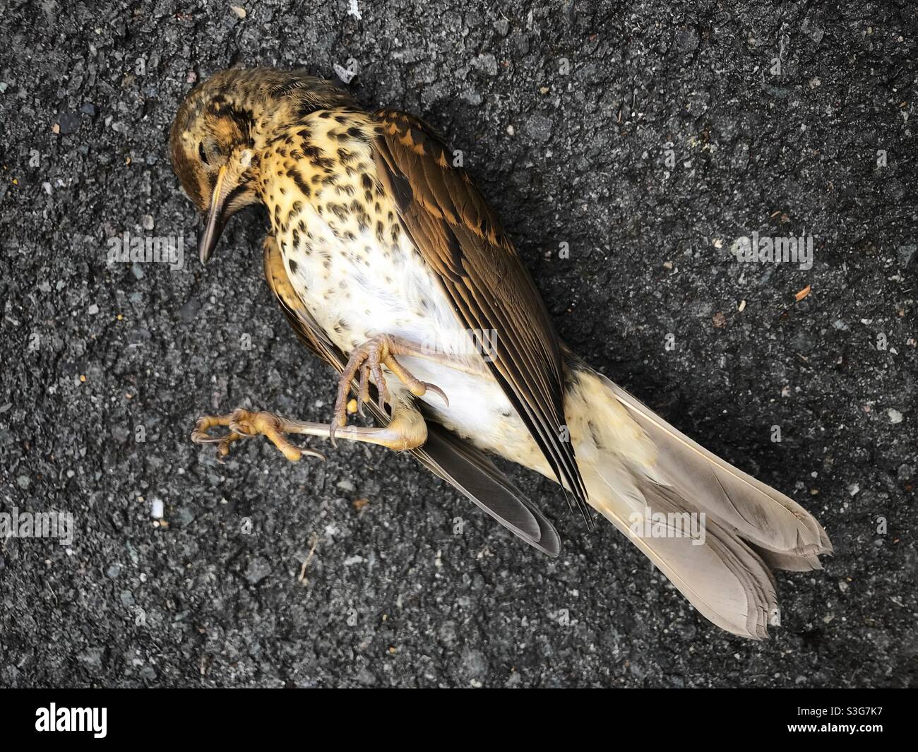 SONG Smush frappé inconscient après avoir volé dans une fenêtre de verre. - Image de stock capturée avec un smartphone