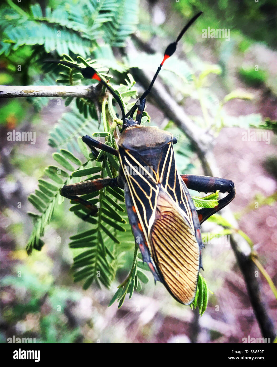 Un coléoptère géométrique perche dans une plante épineuse du désert au Mexique Banque D'Images