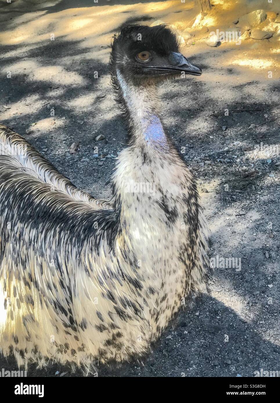 EMU (Dromaius novaehollandiae) à Brisbane, Australie - Image de stock capturée avec un smartphone