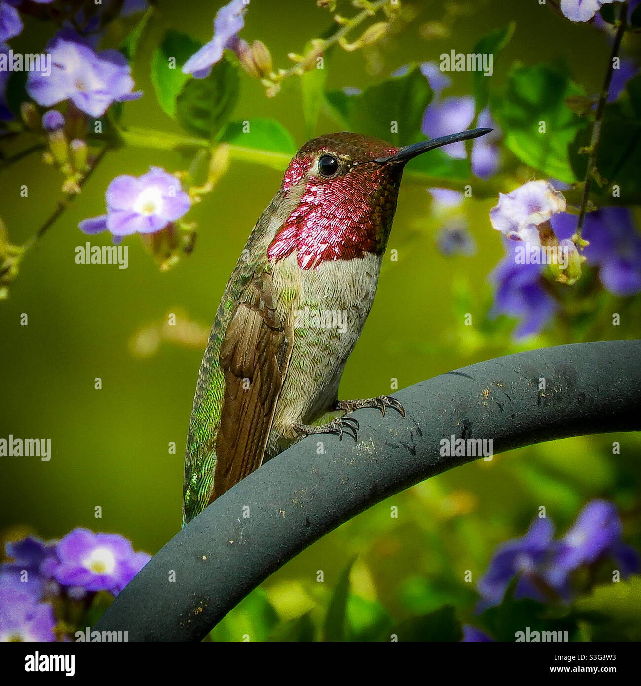 Colibri masculin d'Anna perché sur un crochet de berger Photo Stock - Alamy