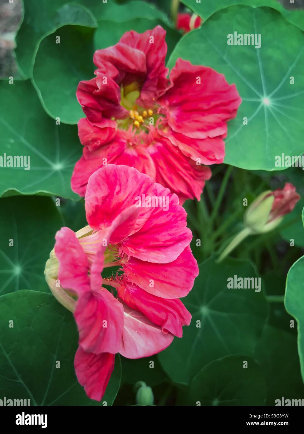 Nasturtium rouge en fleurs Banque D'Images