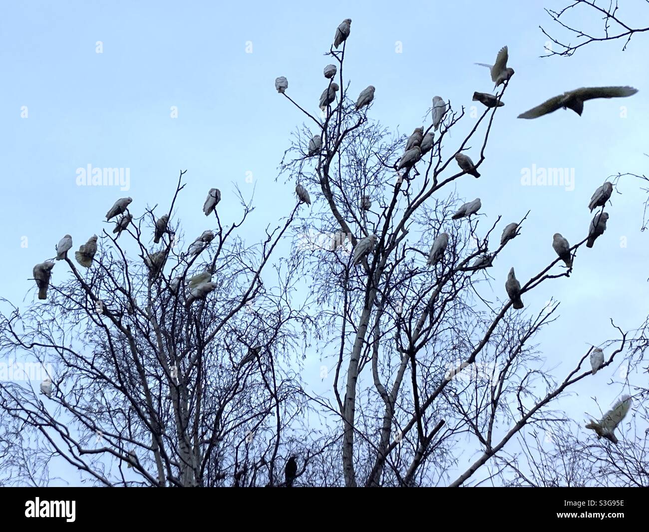 Les corellas australiens se rassemblent tôt le matin d'hiver de Melbourne. - Image de stock capturée avec un smartphone