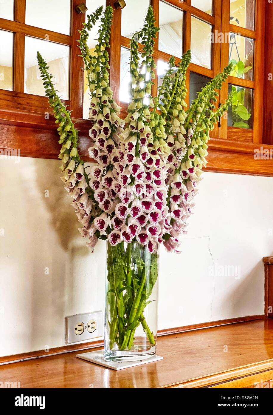 Un bouquet de foxgants fraîchement cueillis. - Image de stock capturée avec un smartphone