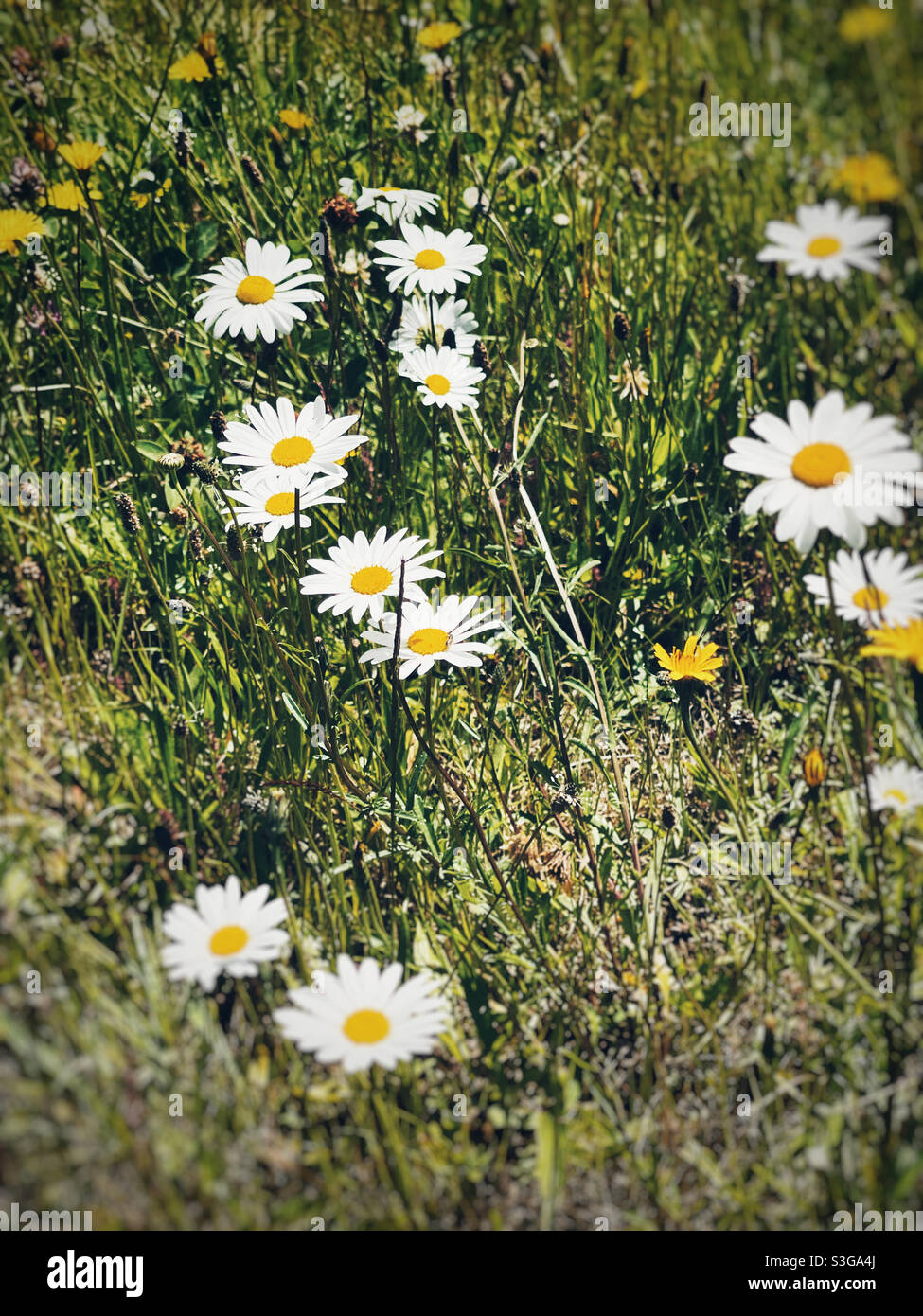 Pâquerette simple, la fleur la plus heureuse sur terre Banque D'Images