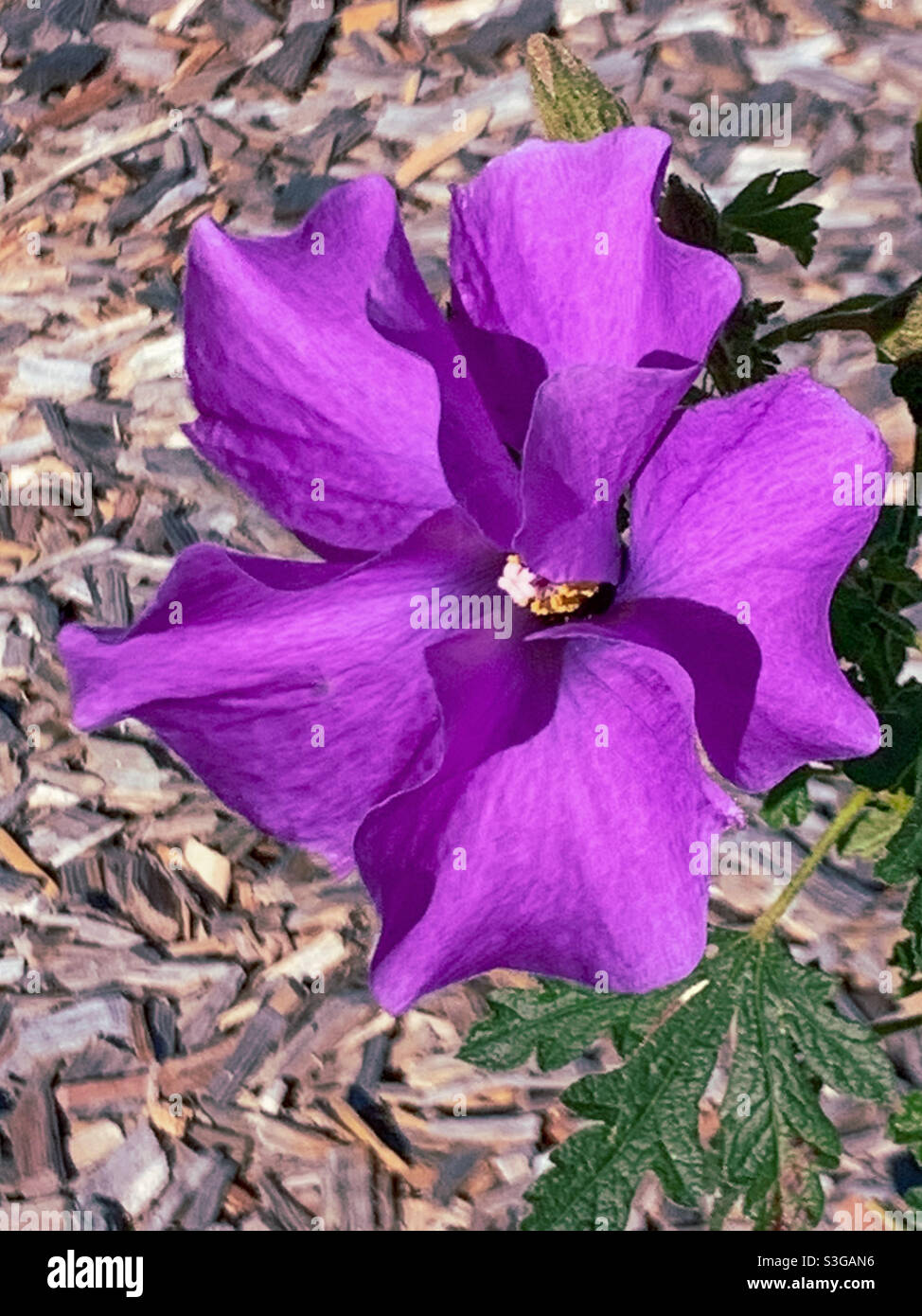 Mauve mauve mauve Lilac Hibiscus fleur, Alyogyne huegelii, plante australienne Banque D'Images
