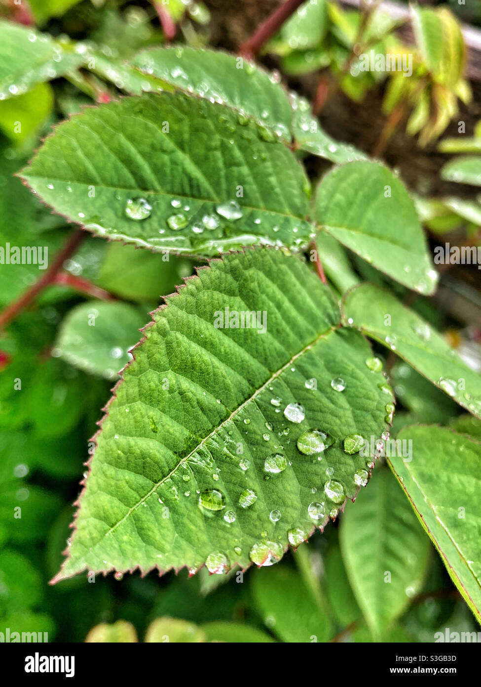 Les gouttelettes d'eau sur les feuilles Banque D'Images