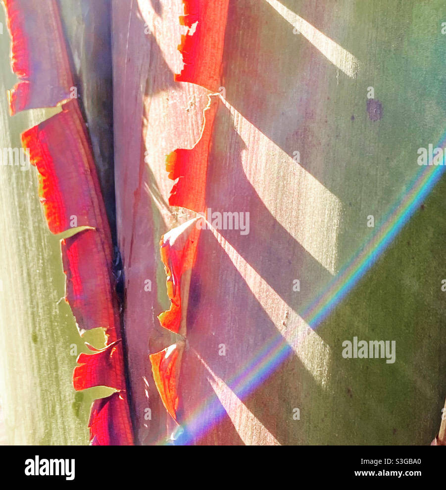 Détail plante de banane avec lumière solaire - Image de stock capturée avec un smartphone