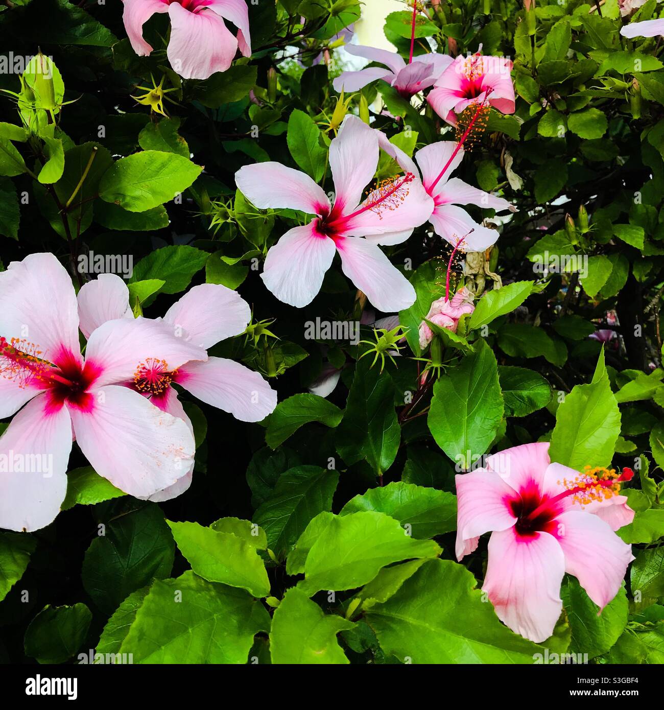 Belles fleurs roses à Majorque - Image de stock capturée avec un smartphone