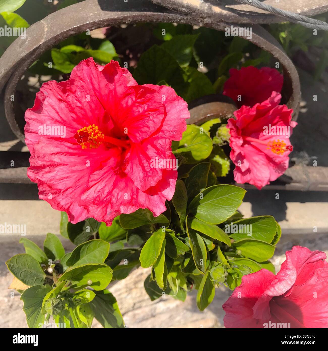 Fleurs roses à Majorque - Image de stock capturée avec un smartphone