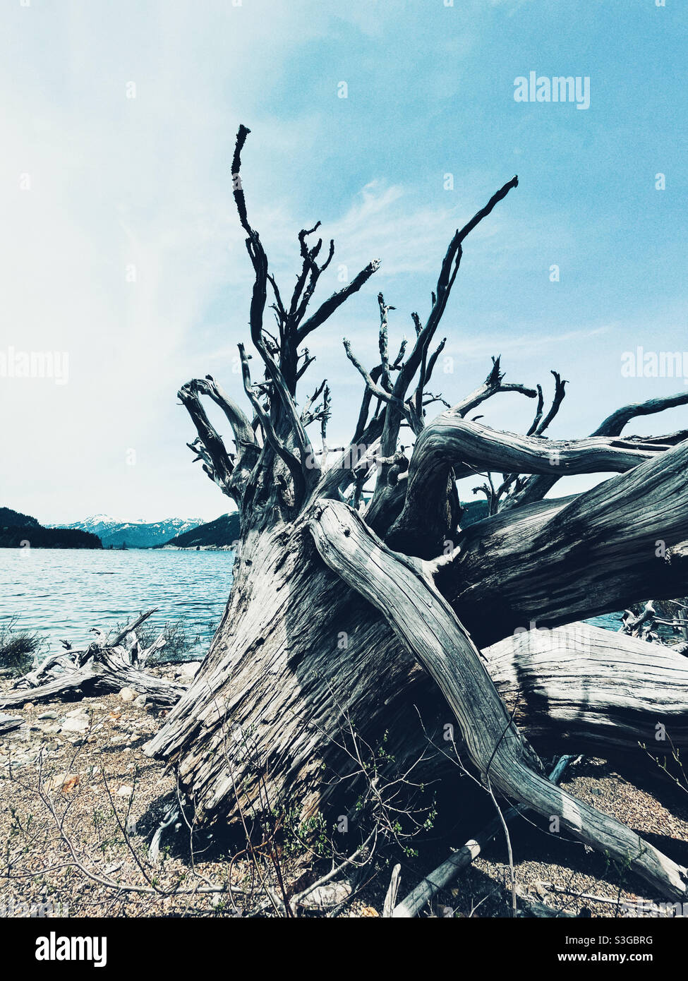 L'homme a fait le lac Kecheelus et les restes de grands arbres sur la rive, Snoqualmie Pass, État de Washington Banque D'Images
