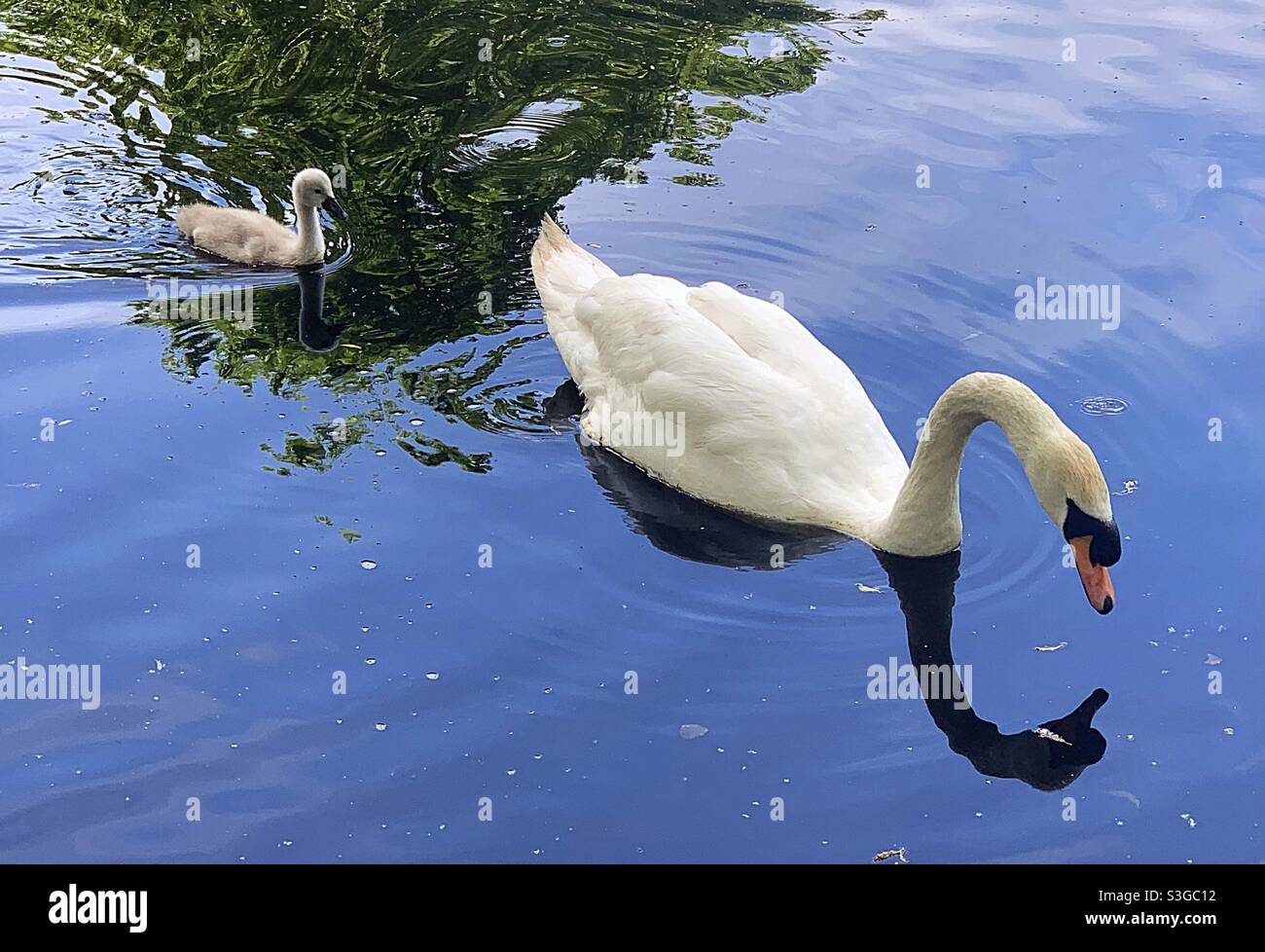 Un cygne et un cygnet. Parc national Marguerite NOOK. Juin 2021 Banque D'Images