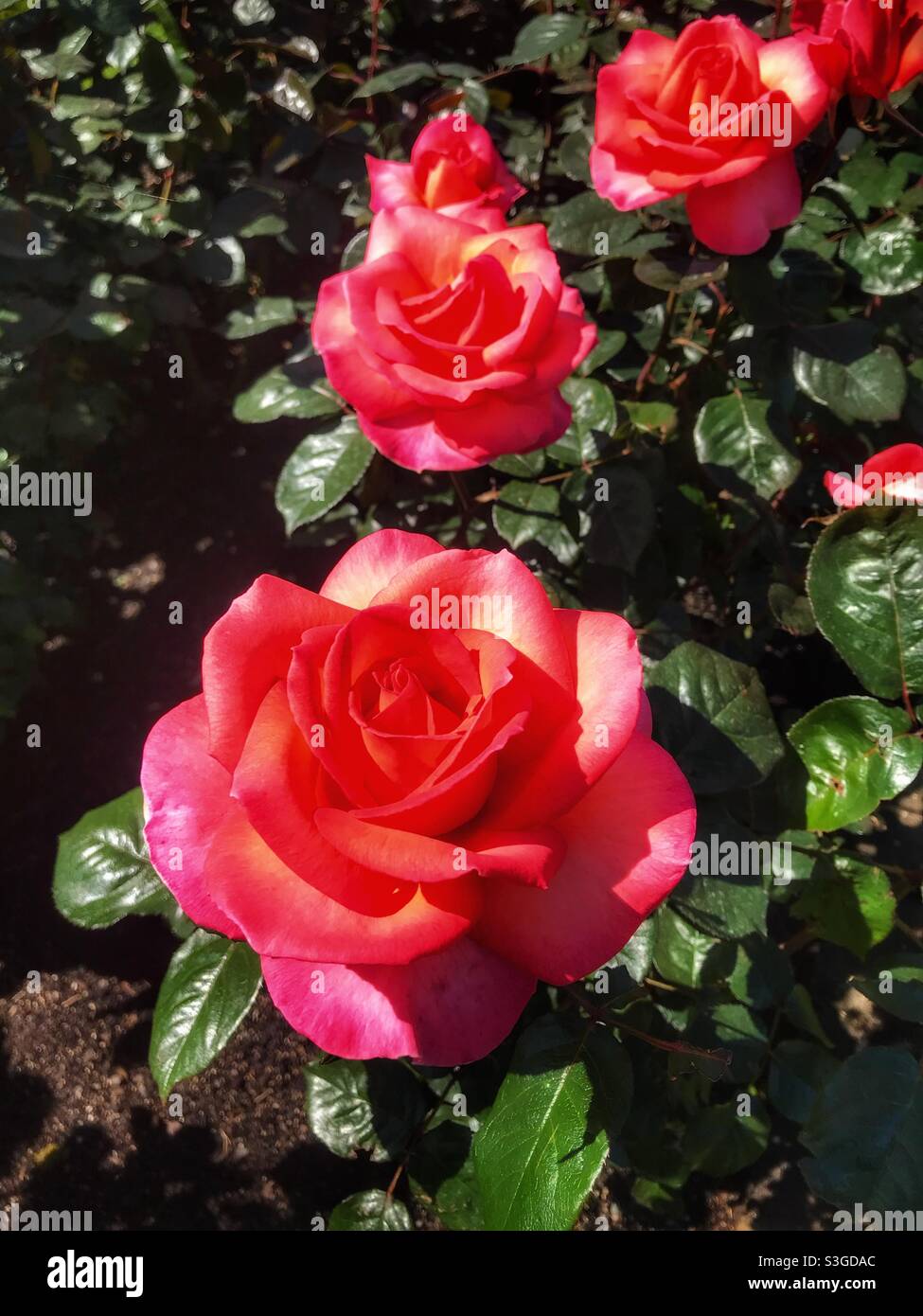 Roses rouges dans la roseraie de te Awamutu sur l'île du Nord de la Nouvelle-Zélande - Image de stock capturée avec un smartphone