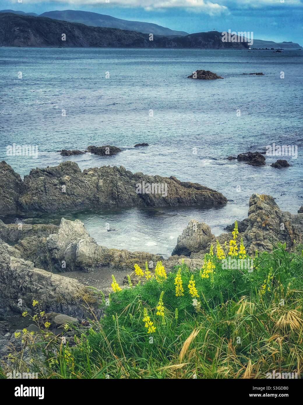Breaker Bay, Wellington, Île du Nord, Nouvelle-Zélande Banque D'Images