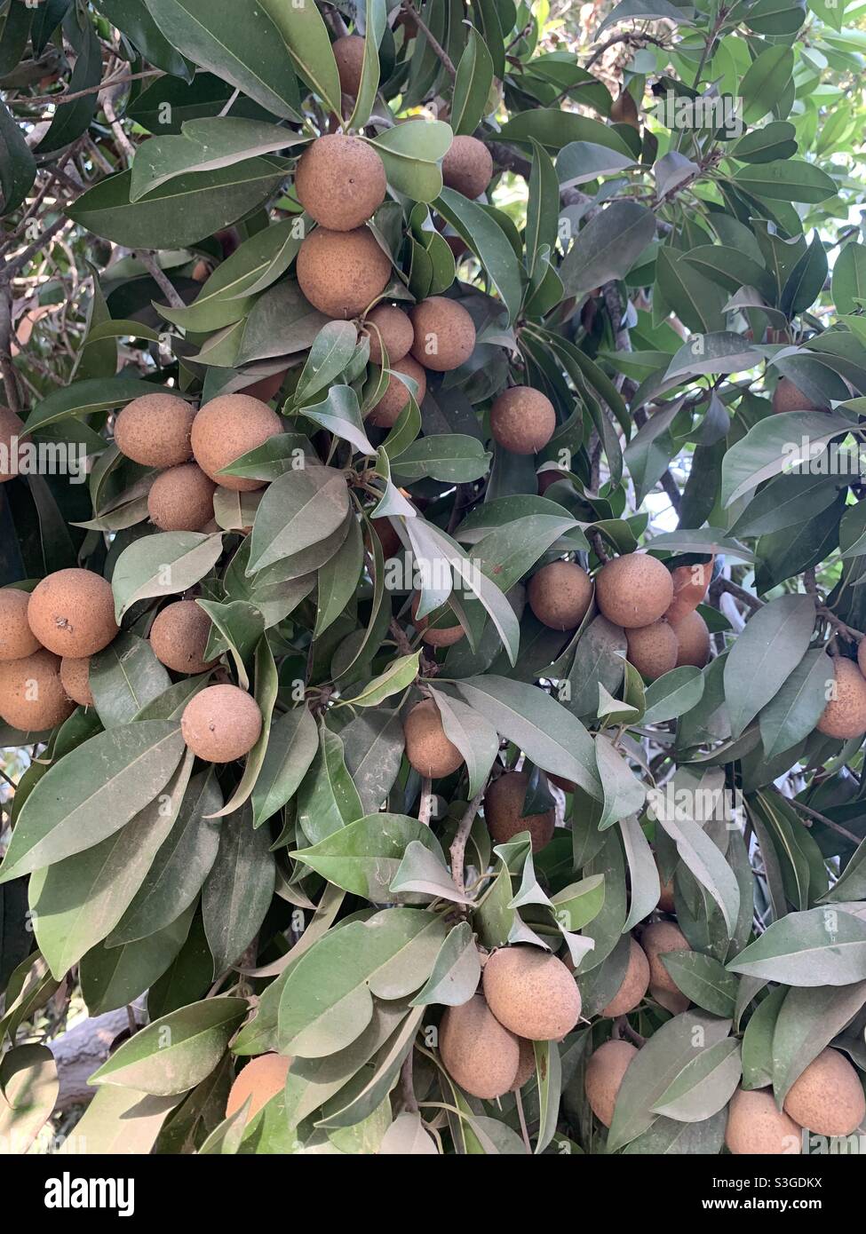 Arbre de fruits Chico Banque D'Images