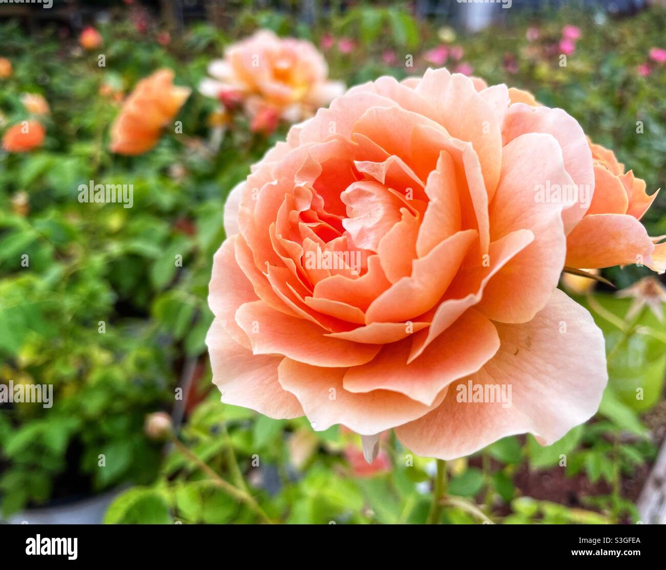 Rose orange dans le jardin de la maison. - Image de stock capturée avec un smartphone