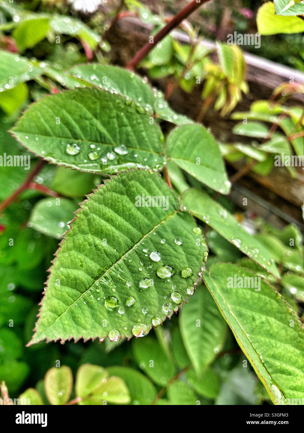Les gouttes sur les feuilles - Image de stock capturée avec un smartphone