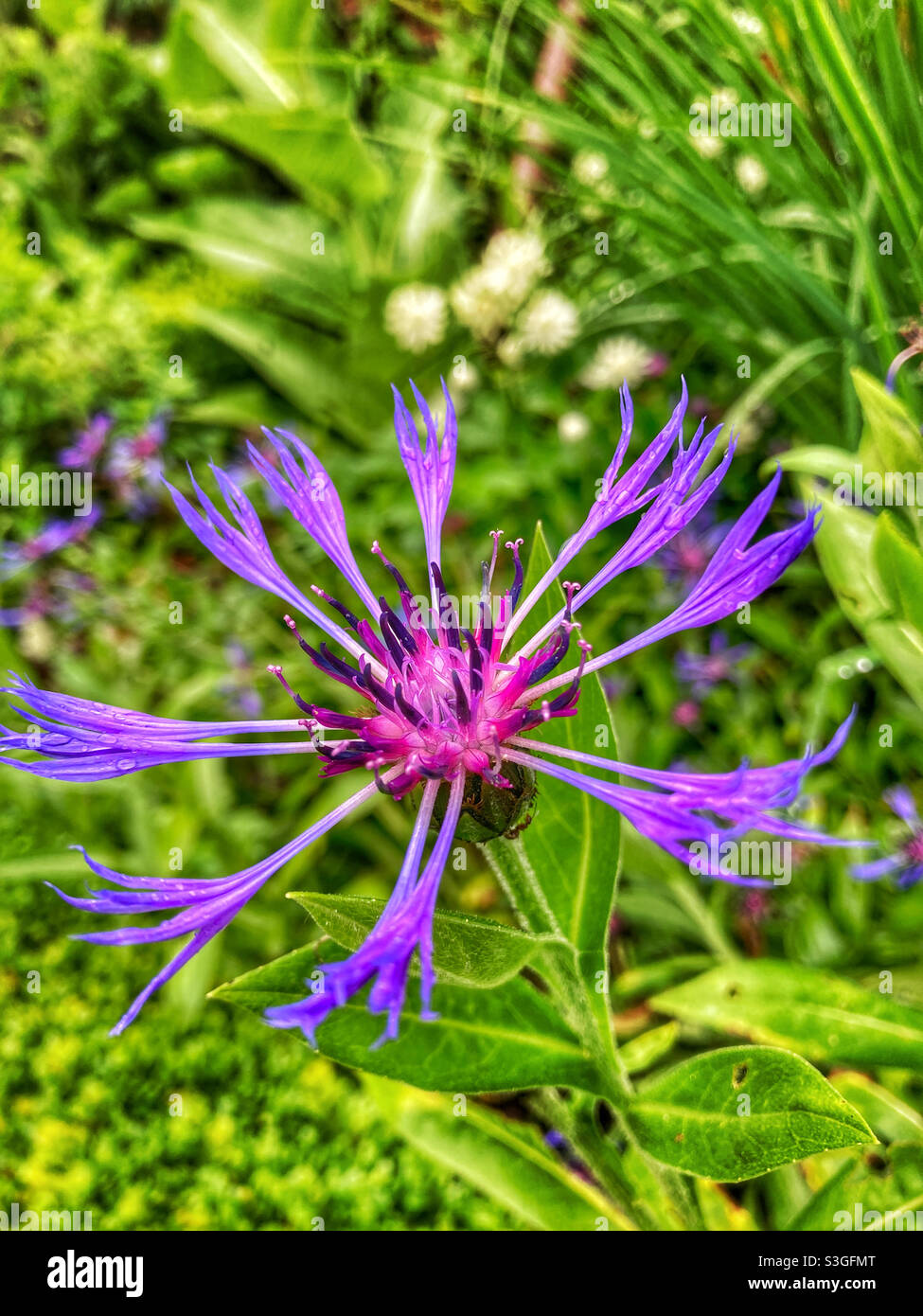 Fleur pourpre - Image de stock capturée avec un smartphone