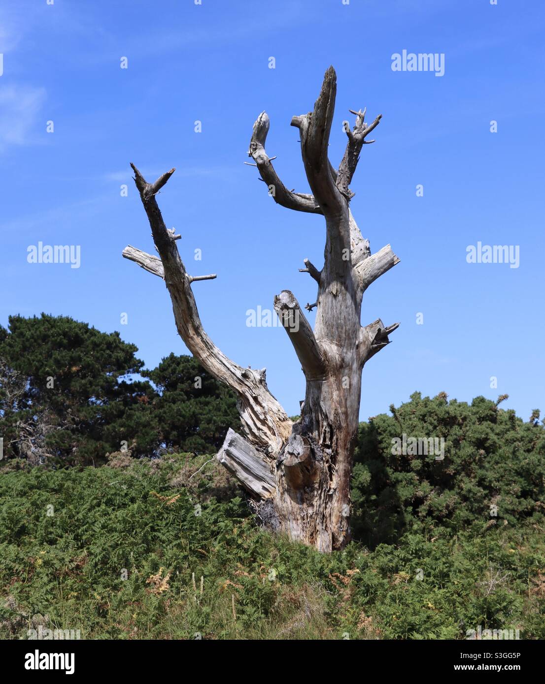 Un arbre isolé sans feuilles au milieu de la forêt en Bretagne, Morbihan, Houat - Image de stock capturée avec un smartphone
