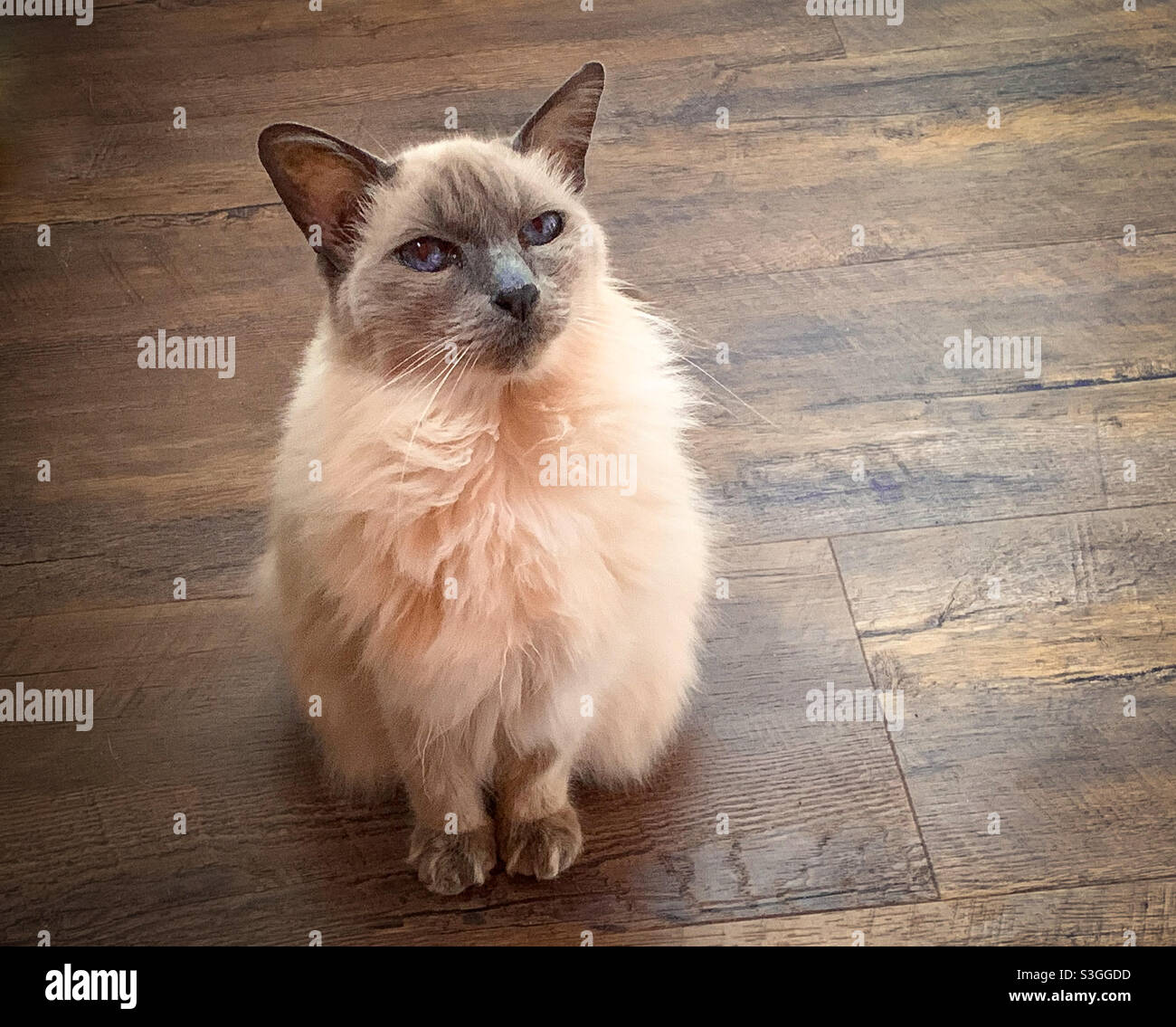 Chat balinais plus ancien assis sur un plancher en bois donnant vers le haut Banque D'Images