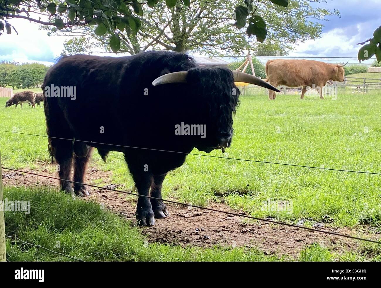 Taureau noir des hautes terres - Image de stock capturée avec un smartphone