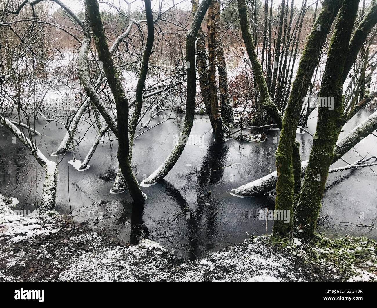 Arbres gelés dans les bois ou la forêt Banque D'Images