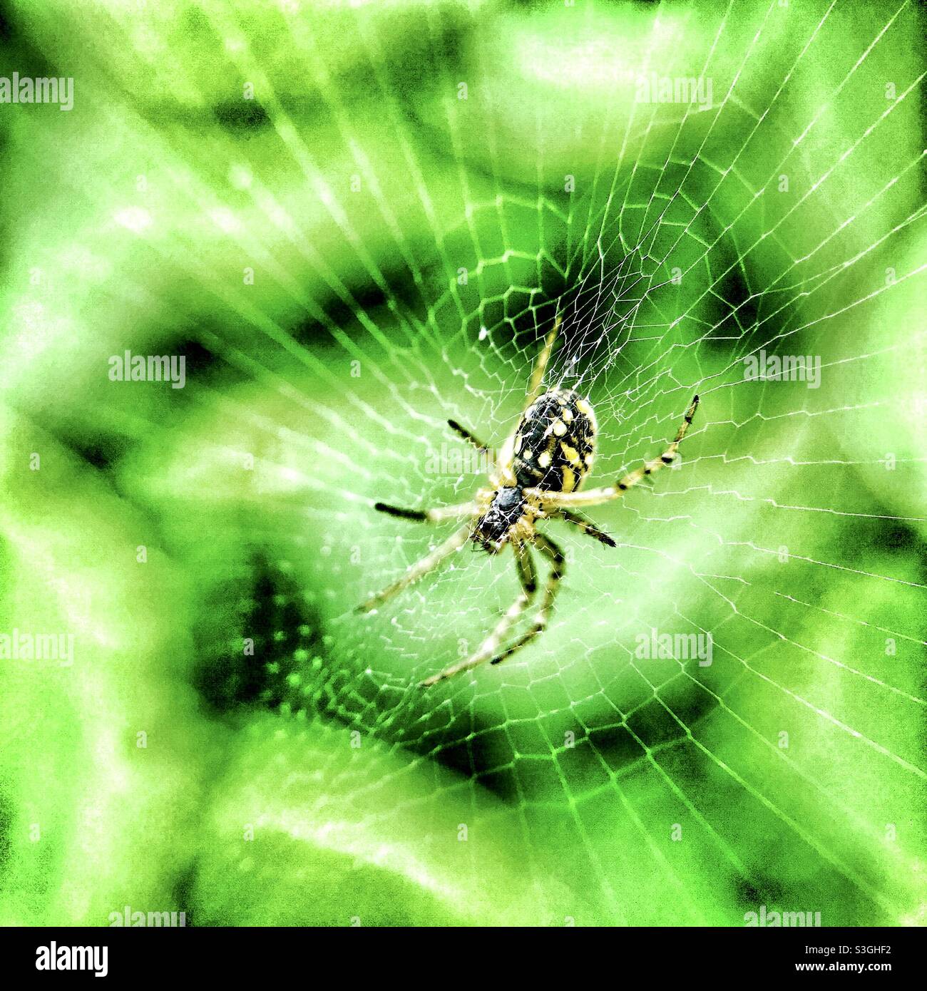 Araignée de jardin commune britannique sur son web. Banque D'Images