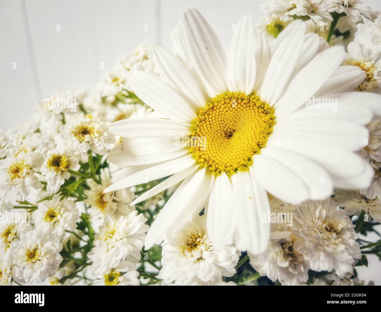 Détail d'un bouquet de Marguerite. Banque D'Images