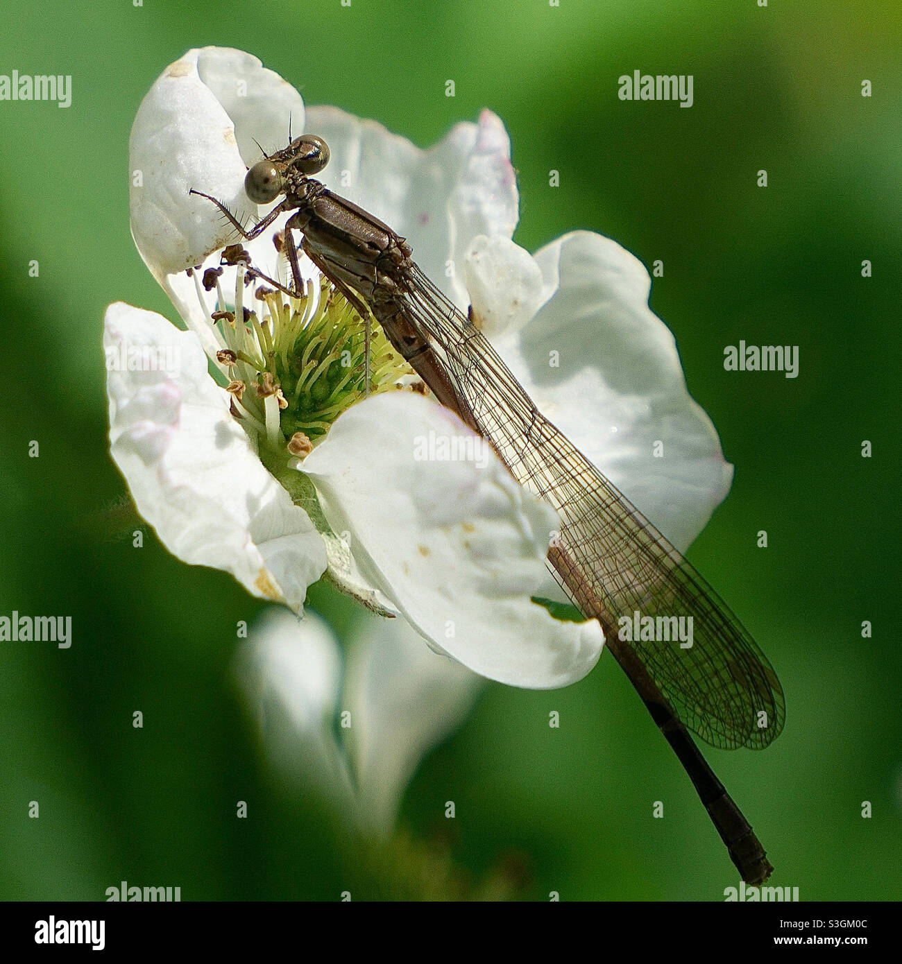 Survoler la fleur du blackberry Banque D'Images