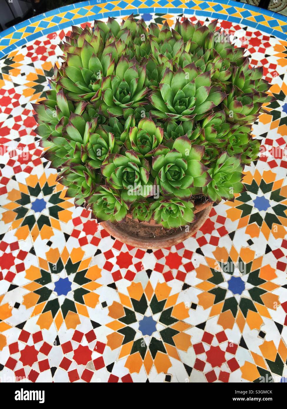 Un pot de plantes succulentes sur une table ronde recouverte de mosaïque, vue d'en haut - Image de stock capturée avec un smartphone