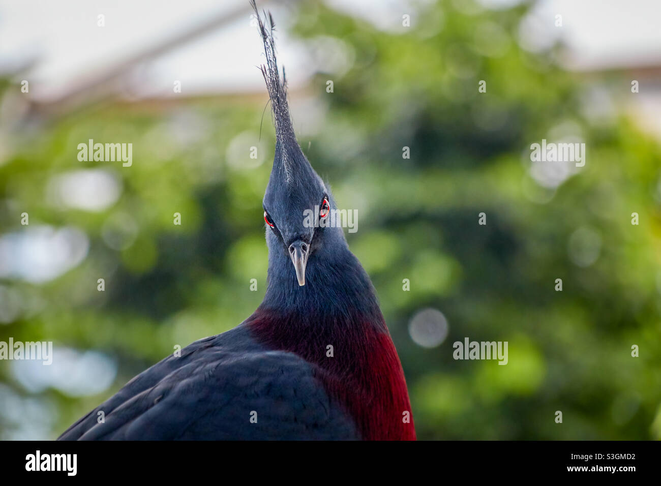 Le pigeon couronné Victoria, Latin Goura victoria, regarde directement dans l'appareil photo avec ses yeux rouges et ses plumes typiques de tête pourpres, rouge-vin, bleu, turquoise Banque D'Images