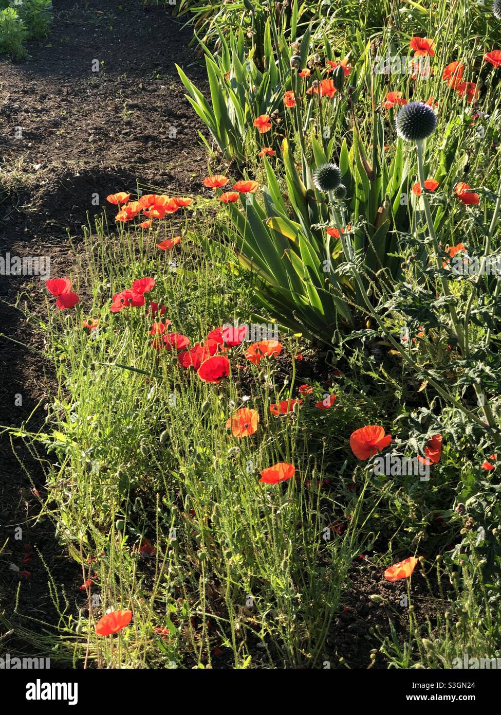 Section d'un jardin avec un ruban de coquelicots rouges qui le traverse. Également un couple de Blue Globe Thistles. Banque D'Images