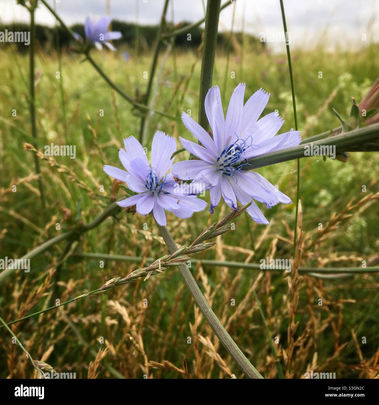 Chicorée commune en pleine croissance sauvage sur les marais de Tottenham, Londres, Royaume-Uni - Image de stock capturée avec un smartphone