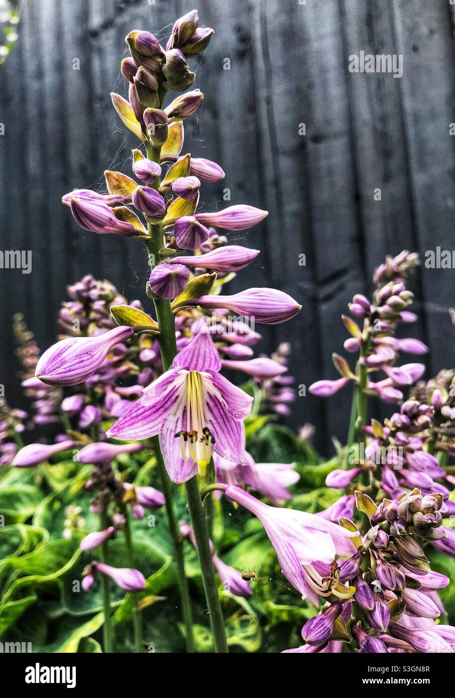 Fleur d'hôtA avec toiles d'araignée - Image de stock capturée avec un smartphone