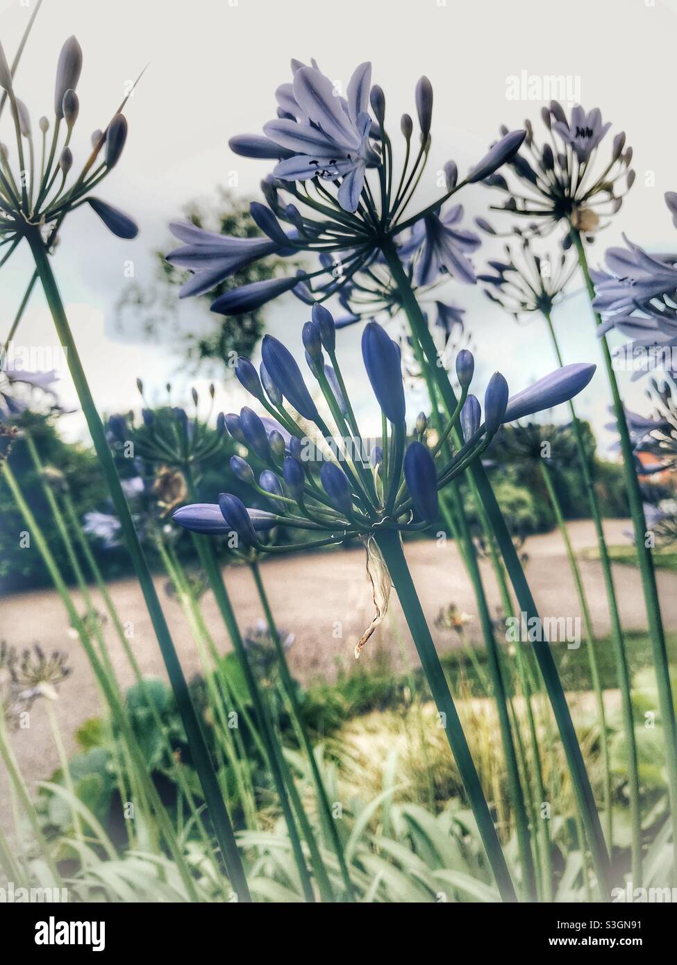 Agapanthus violet fleurs commençant à fleurir Banque D'Images