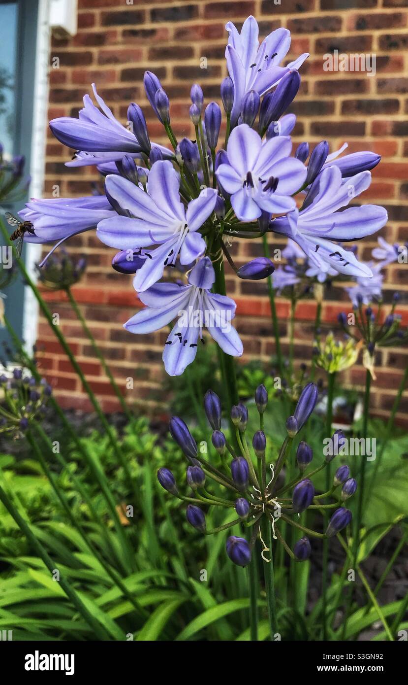 Agapanthus Purple Flower Banque D'Images