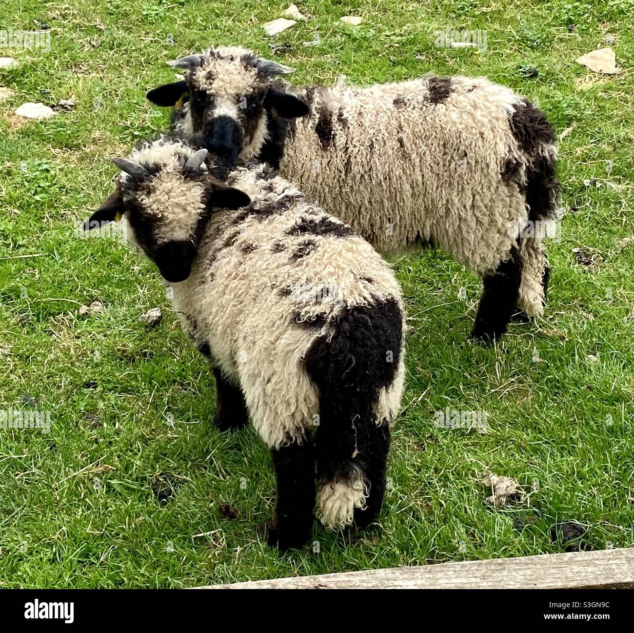 Valais blacknackose moutons Banque D'Images