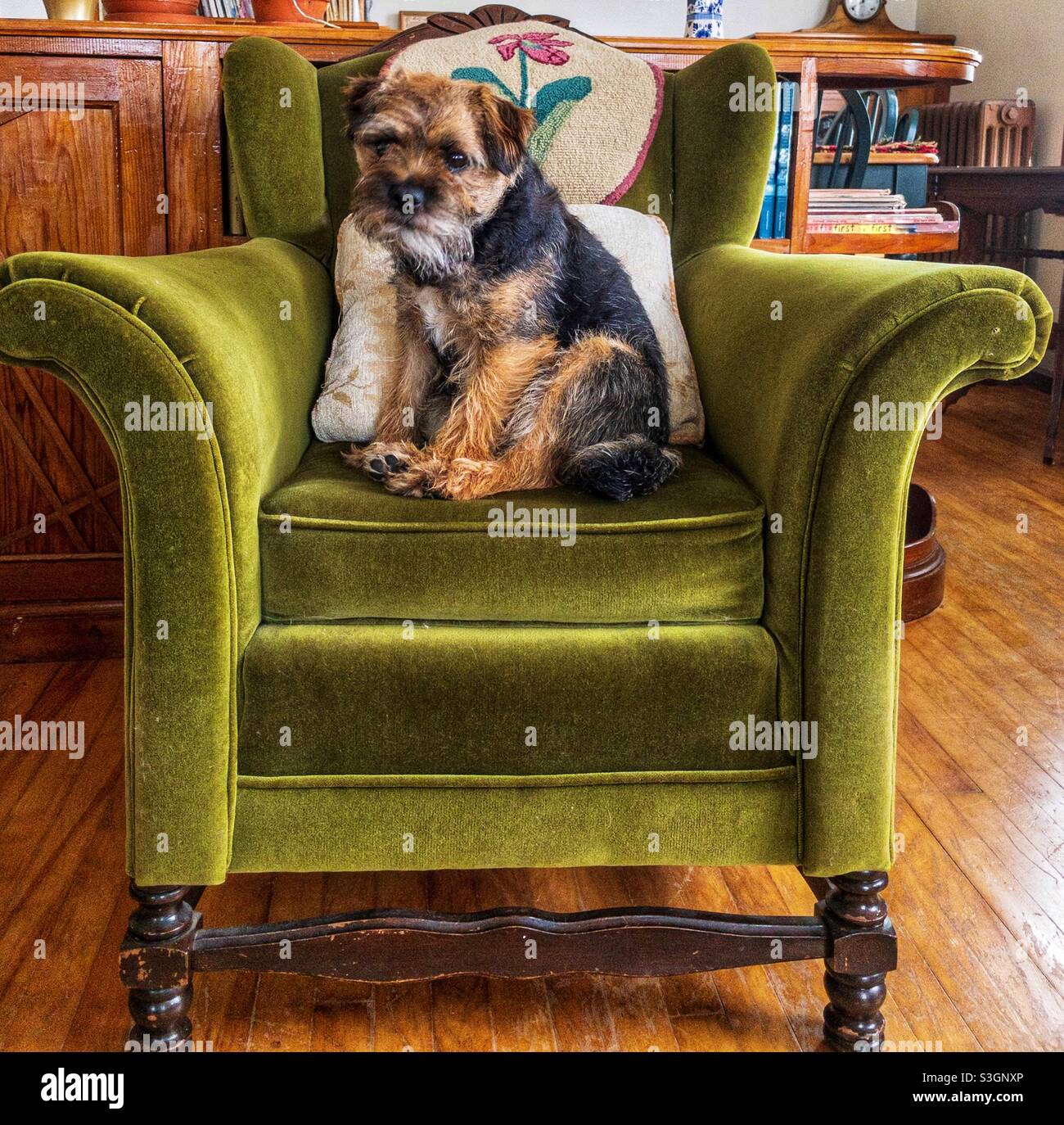 Border le terrier sur une chaise. Banque D'Images