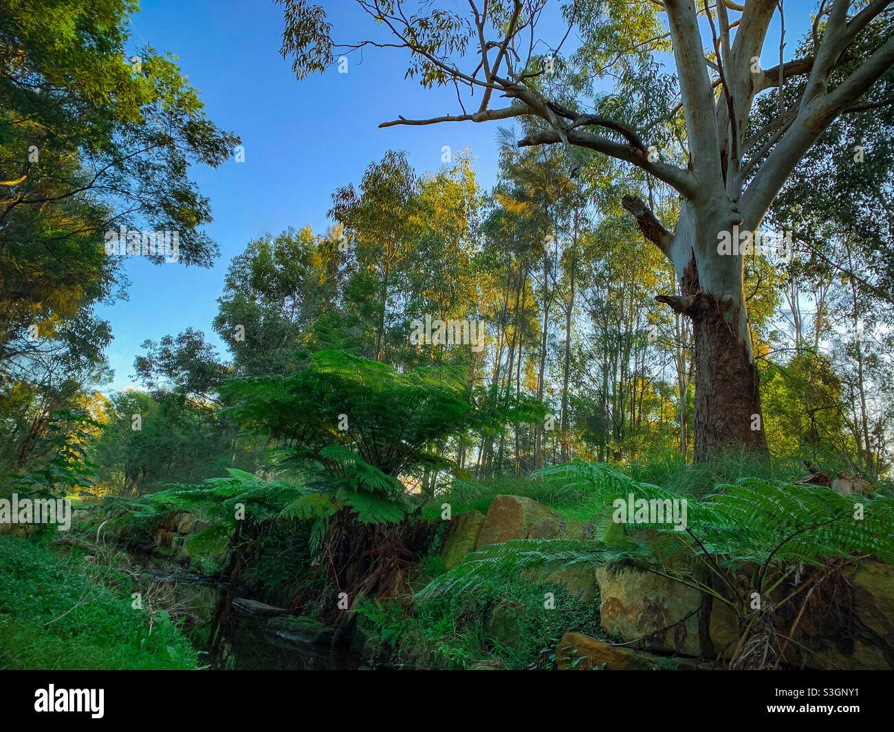 Belle scène de brousse avec de grands eucalyptus et fougères arborescentes sur Lalor Creek Kings Langley Nouvelle-Galles du Sud Australie Banque D'Images