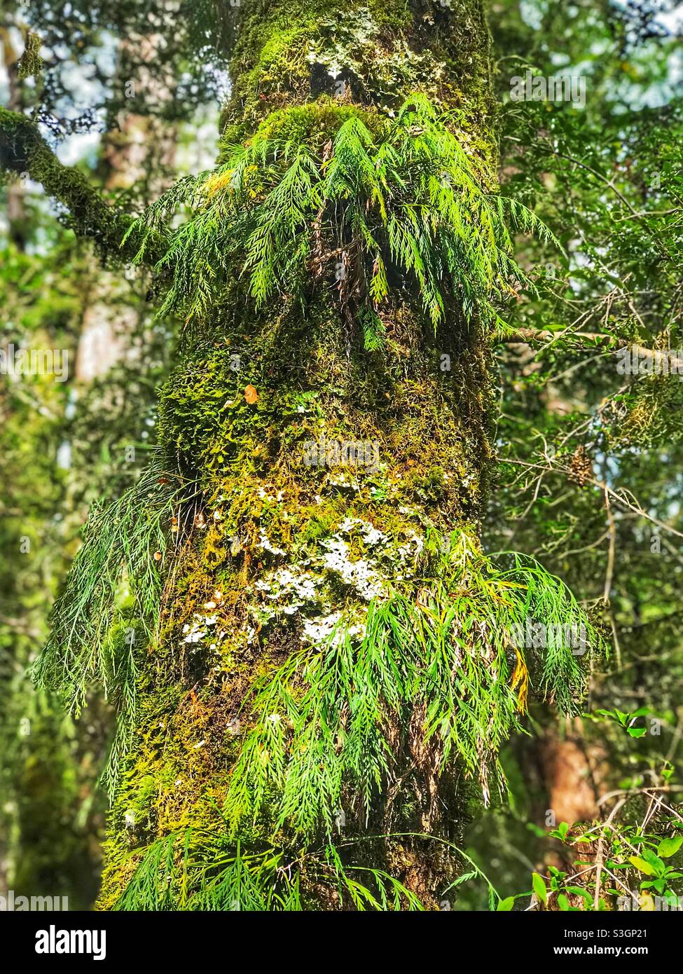 L'asplénium flaccidum (Asplenium flaccidum), une plante épiphytique sur un arbre dans le parc national du Fiordland, Île du Sud, Nouvelle-Zélande Banque D'Images