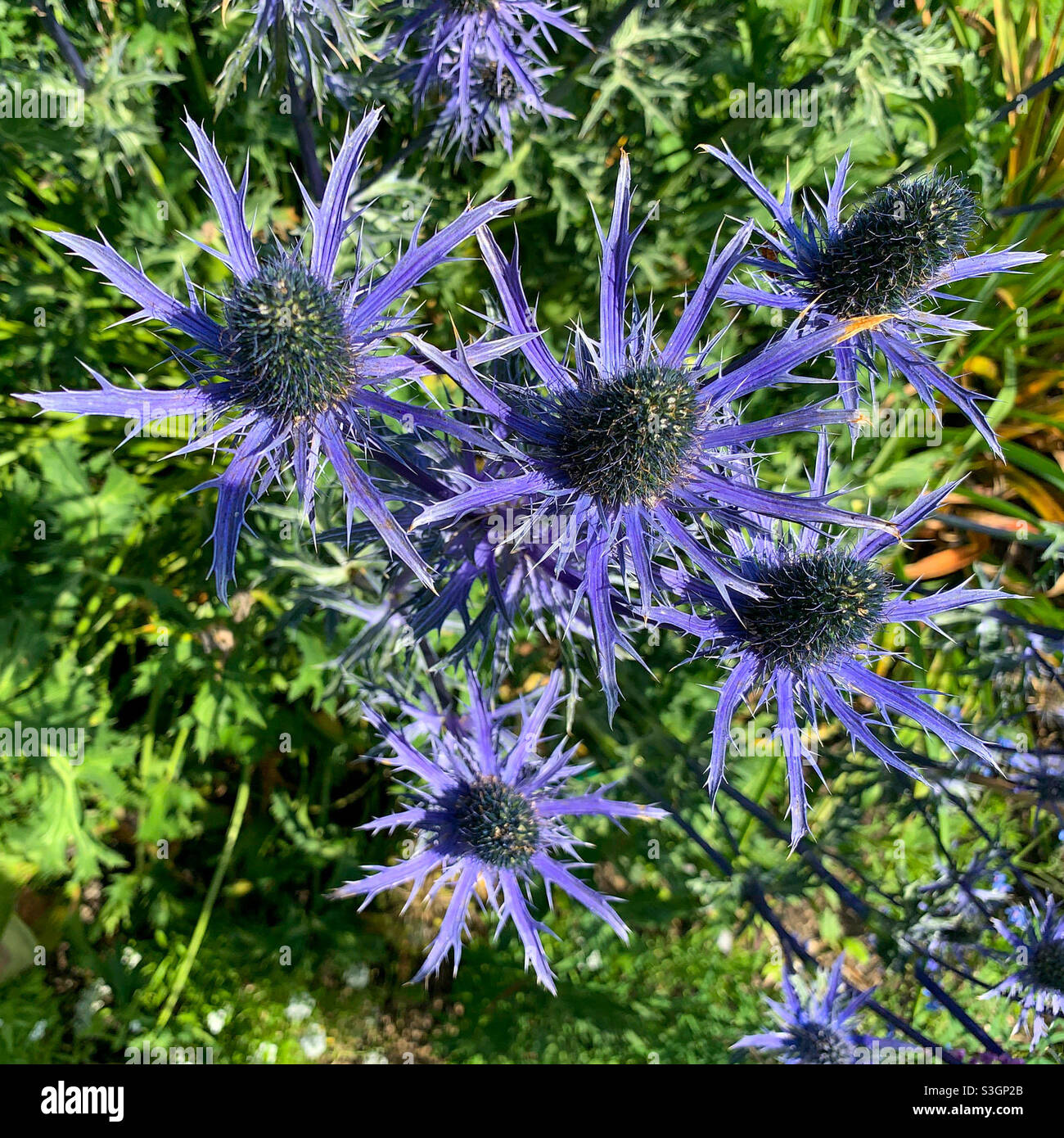 Têtes de fleurs de chardon éclatantes en gros plan. Photo de téléphone portable avec un post-traitement de téléphone ou de tablette. - Image de stock capturée avec un smartphone